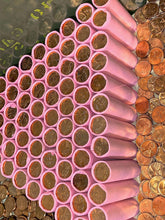 Load image into Gallery viewer, VINTAGE PINK BANK ROLL WITH A BU WHEAT SHOWING
