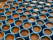 Load image into Gallery viewer, VINTAGE BLUE BANK ROLL WITH INDIAN HEAD CENTS SHOWING